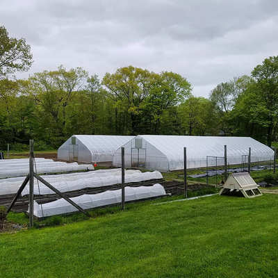 Billige Tomaten-Kosten landwirtschaftliche Plastikfilm-Abdeckung niedriges wirtschaftliches Tunnel-Gewächshaus für Gemüse